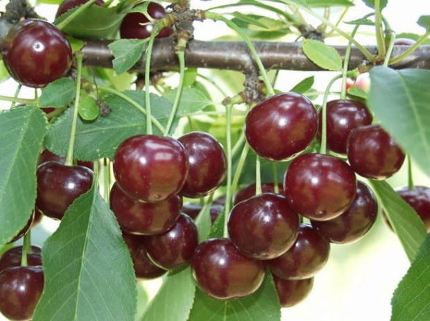 Višňa NANA – kompaktný ovocný strom s veľkým prínosom pre záhradu aj zdravie Višňa NANA – kompaktný ovocný strom s veľkým prínosom pre záhradu aj zdravie