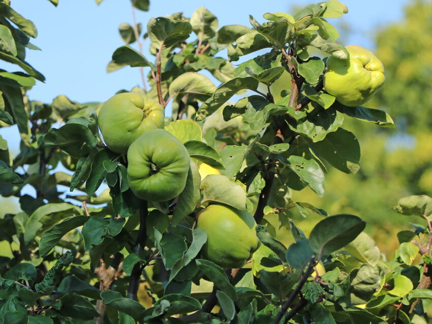 Großfrüchtige Birnenquitte – ein besonderer Obstbaum mit riesigen, aromatischen Früchten Großfrüchtige Birnenquitte – ein besonderer Obstbaum mit riesigen, aromatischen Früchten