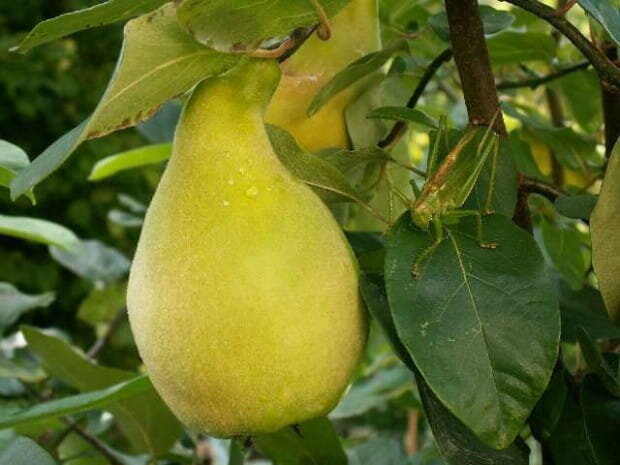Großfrüchtige Birnenquitte – ein besonderer Obstbaum mit riesigen, aromatischen Früchten 
