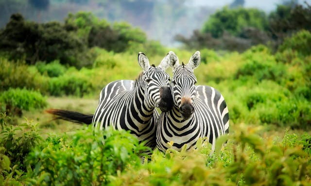 Safari in Tansania, welche Orte sollte man wählen und wie kann man sie organisieren? Safari in Tansania Kompletter Reiseführer für Nationalparks und Expeditionsplanung