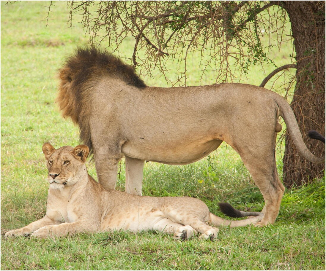 Regalati un fantastico Safari in Tanzania Regalati un fantastico Safari in Tanzania