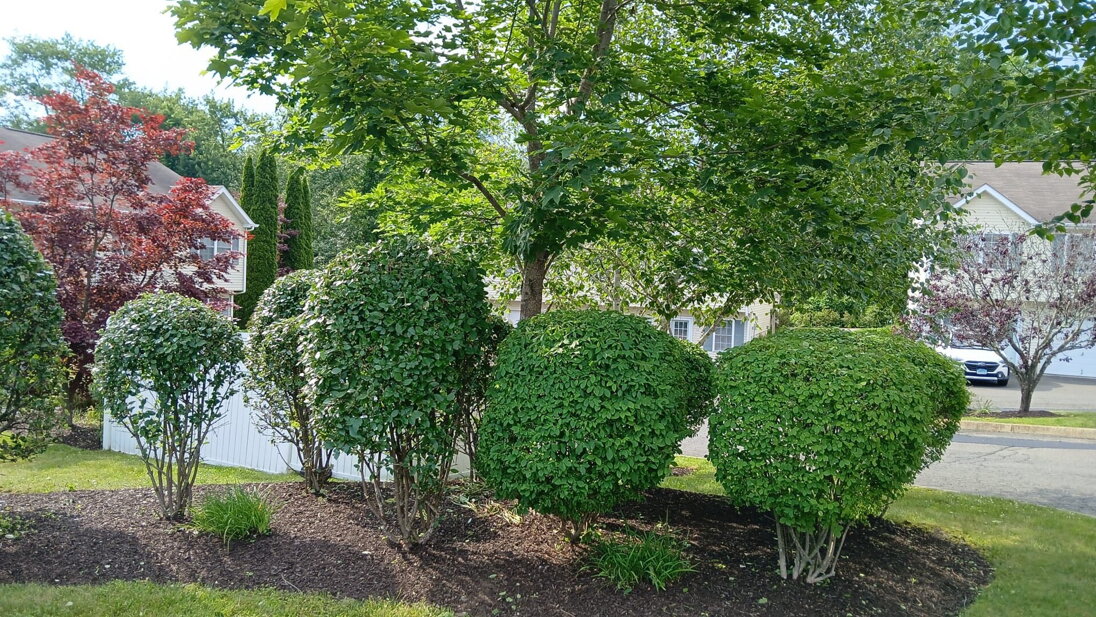 Pruning vs Trimming: The Complete Homeowner’s Guide to Healthy, Beautiful Plants Pruning vs Trimming: The Complete Homeowner’s Guide to Healthy, Beautiful Plants