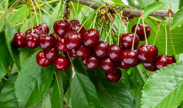 Čere&scaron;ne a vi&scaron;ne &ndash; sladk&eacute; ovocie vo va&scaron;ej z&aacute;hrade