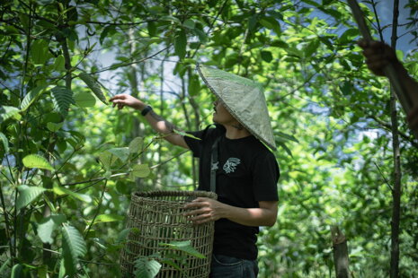 Kde roste kratom a jak se sbírá? – Cesta do srdce Bali Kde roste kratom a jak se sbírá? – Cesta do srdce Bali