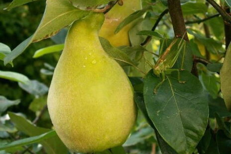 Großfrüchtige Birnenquitte – ein besonderer Obstbaum mit riesigen, aromatischen Früchten 