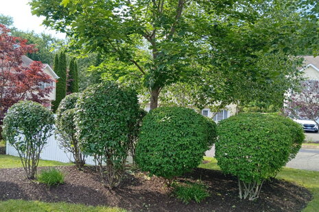 Pruning vs Trimming: The Complete Homeowner’s Guide to Healthy, Beautiful Plants Pruning vs Trimming: The Complete Homeowner’s Guide to Healthy, Beautiful Plants